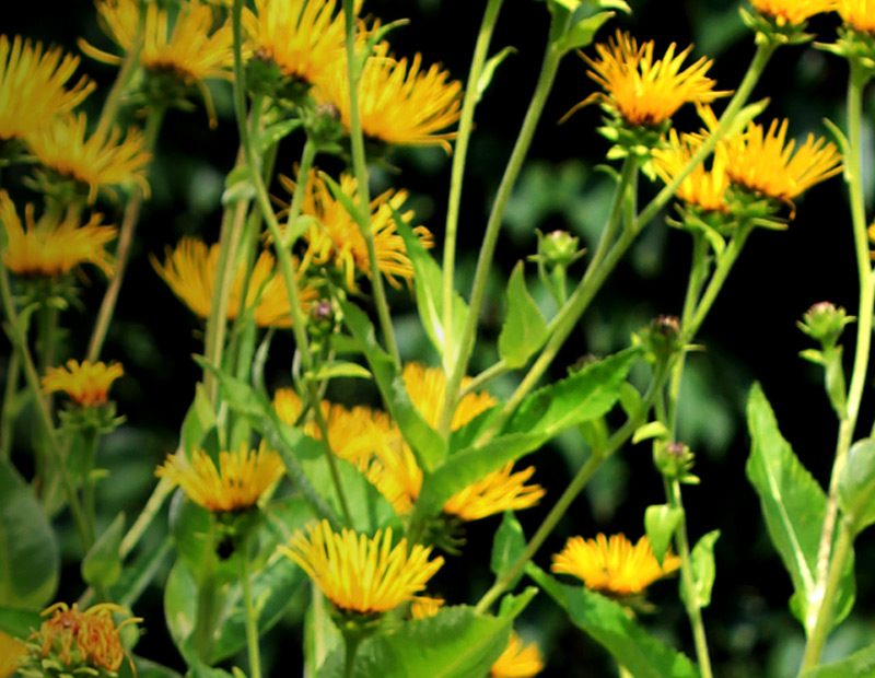 Elecampane - Flowering plant