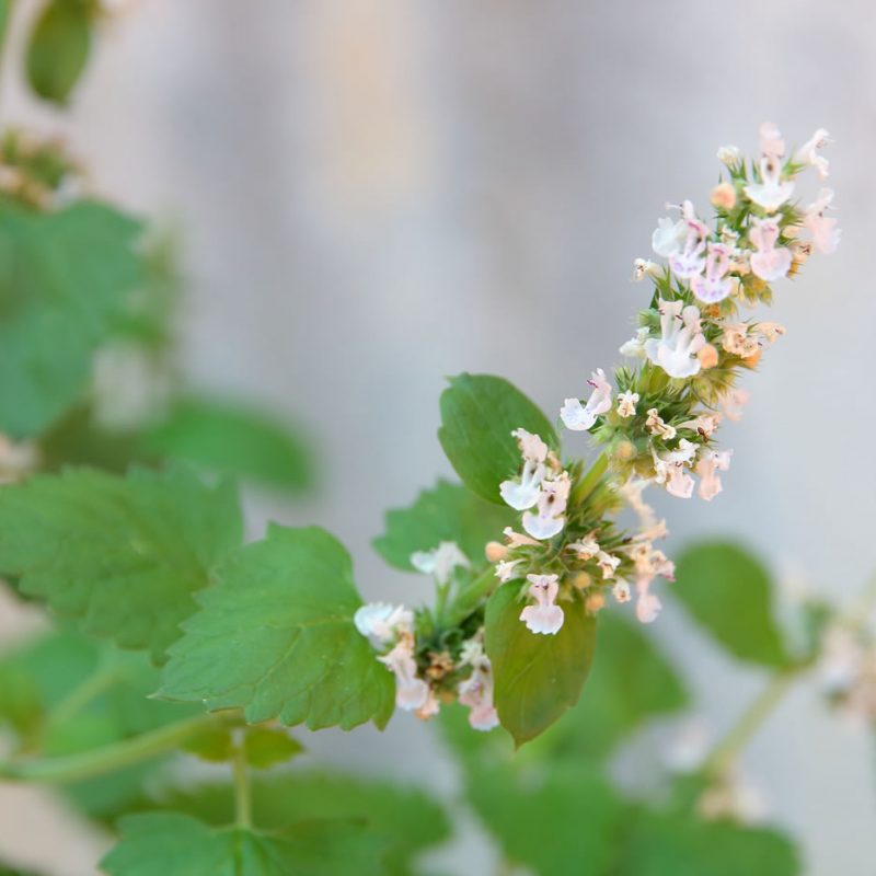 Catnip - Nepeta × faassenii