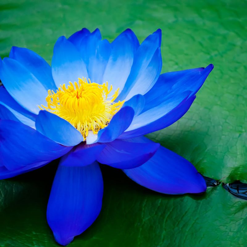 Egyptian lotus - Kew Gardens