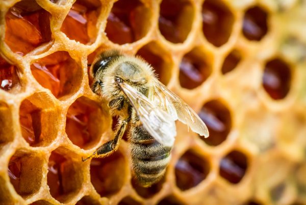 Bees - Honeycomb