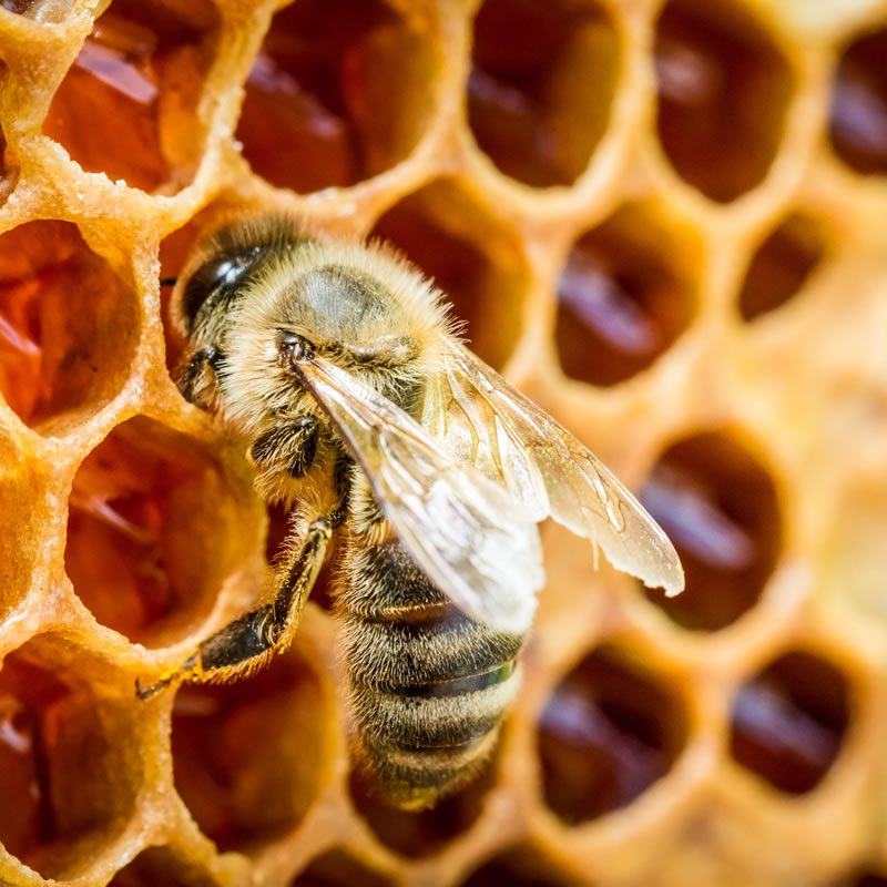 Bees - Honeycomb
