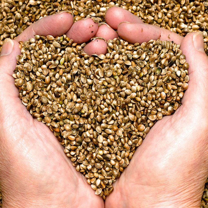 Hemp oil - Health