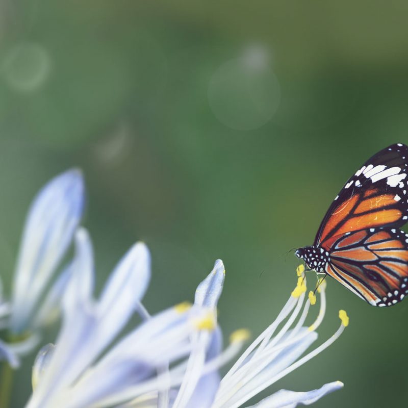 Butterflies - Flower