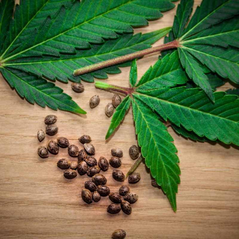 Cannabis cultivation - Medical cannabis