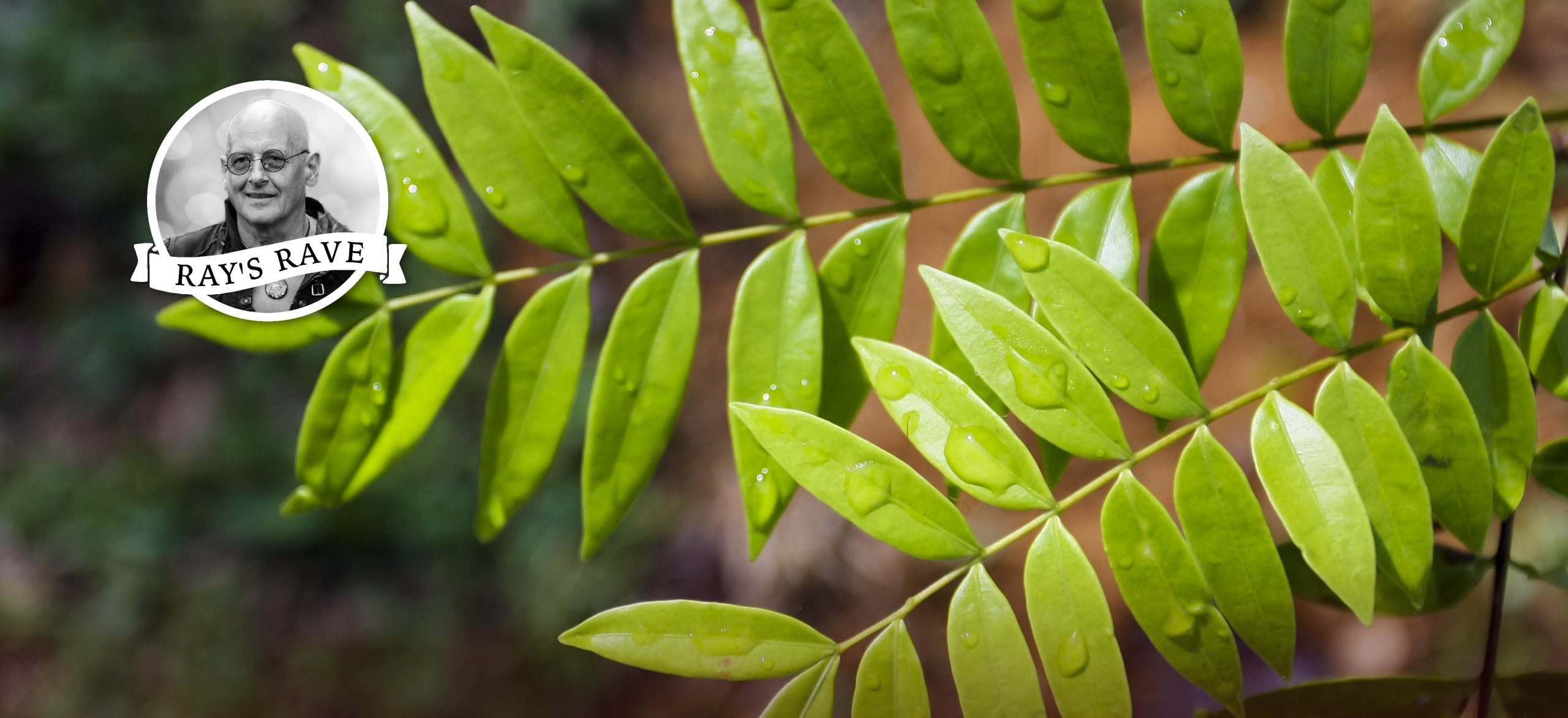 A Herb Every Man Needs: Tongkat Ali