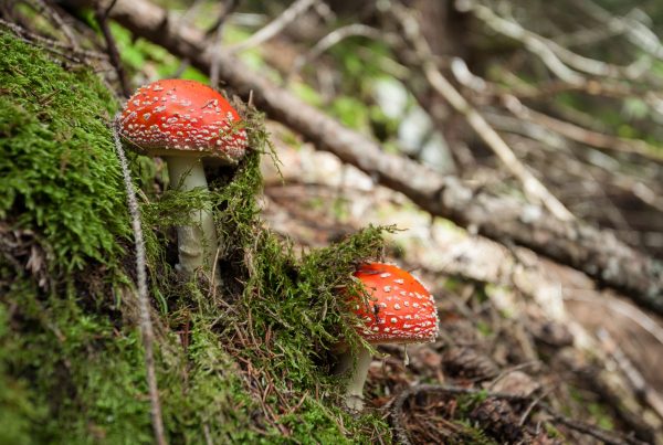 amanita mushroom, holidays