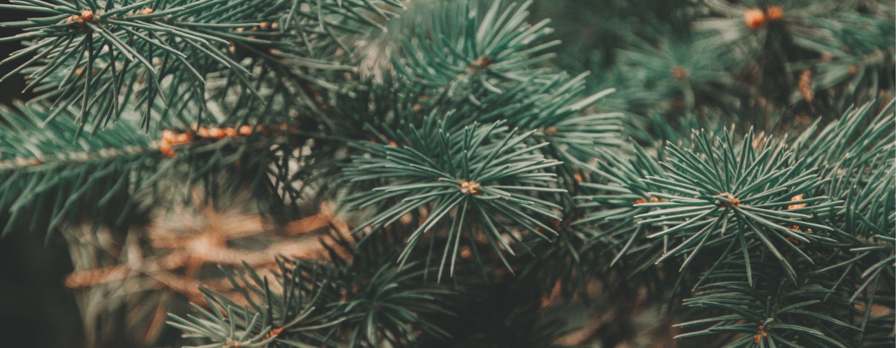 Infusing Herbs into your Festive Season - Happy Herb Hub